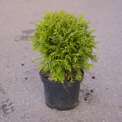 Żywotnik zachodni – Danica